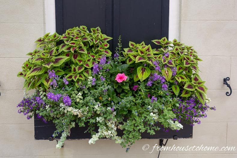Window box plant combinations