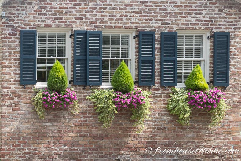 Summer window boxes
