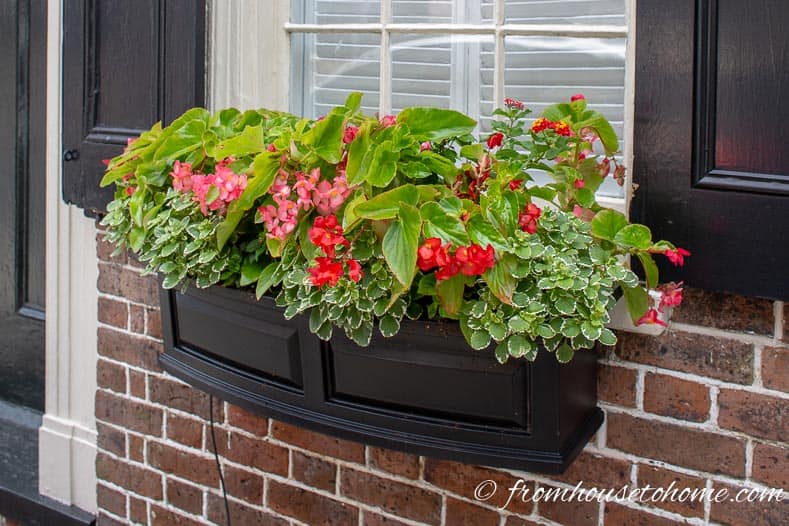 Begonias in window box for shade