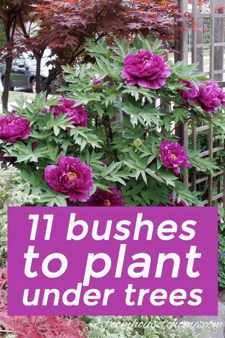 Shade Loving Shrubs: 11 bushes to plant under trees
