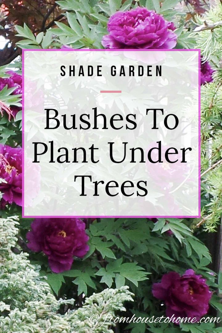 Shade Garden Bushes to plant under trees
