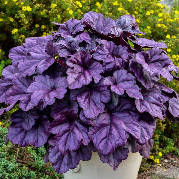 New 2019 Perennials & Shrubs (The Best New Plants For 2019)
