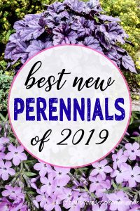 new perennials for 2019