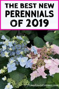 best new perennials of 2019 including blue and pink hydrangeas