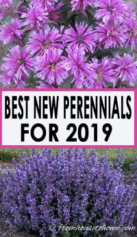 new 2019 perennials