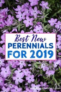 best new perennials for 2019