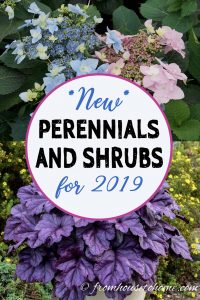 new perennials and shrubs for 2019