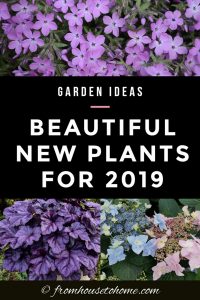 beautiful new plants for 2019