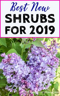 best new shrubs for 2019 including lilacs