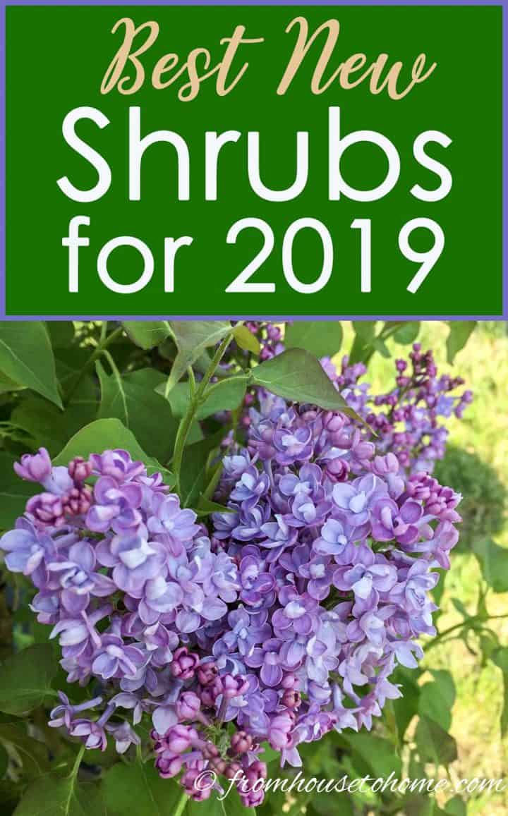 new 2019 shrubs