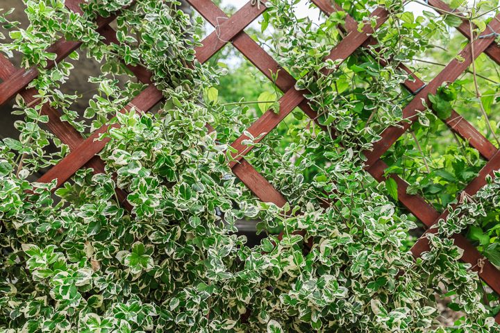 Euonymus growing on a trellis privacy screen