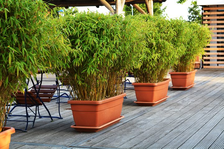 Bamboo growing in planters as a privacy screen