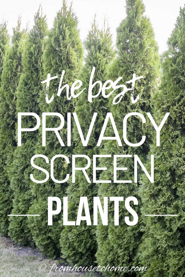 The best backyard privacy screen plants