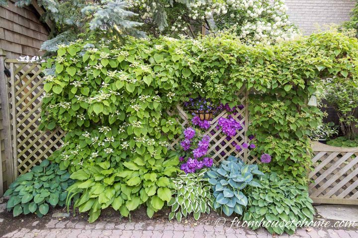 Vertical landscape with vines, hostas and rhododendrons on a lattice fence