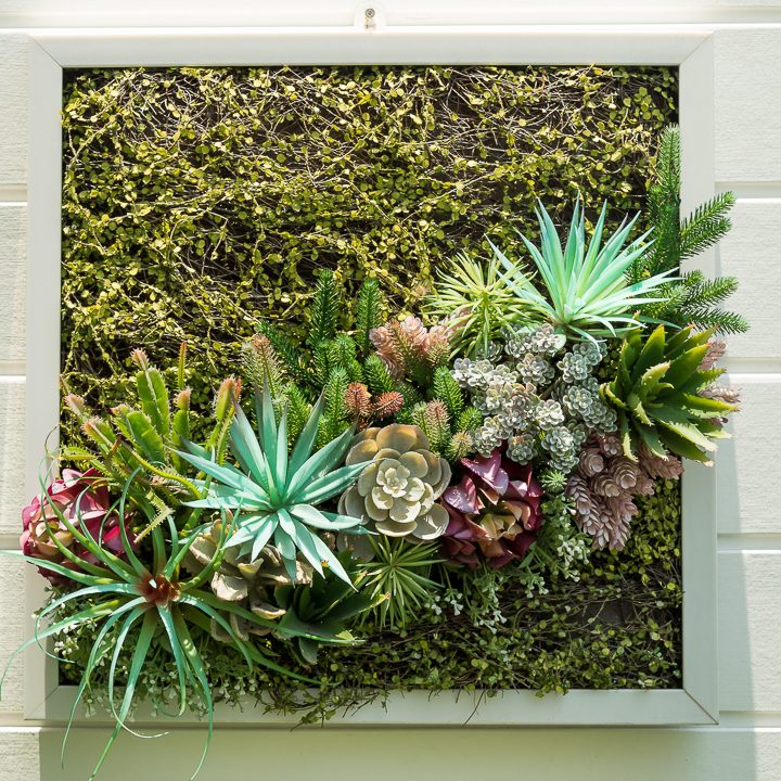Succulents in a frame garden ©fotolismthai - stock.adobe.com