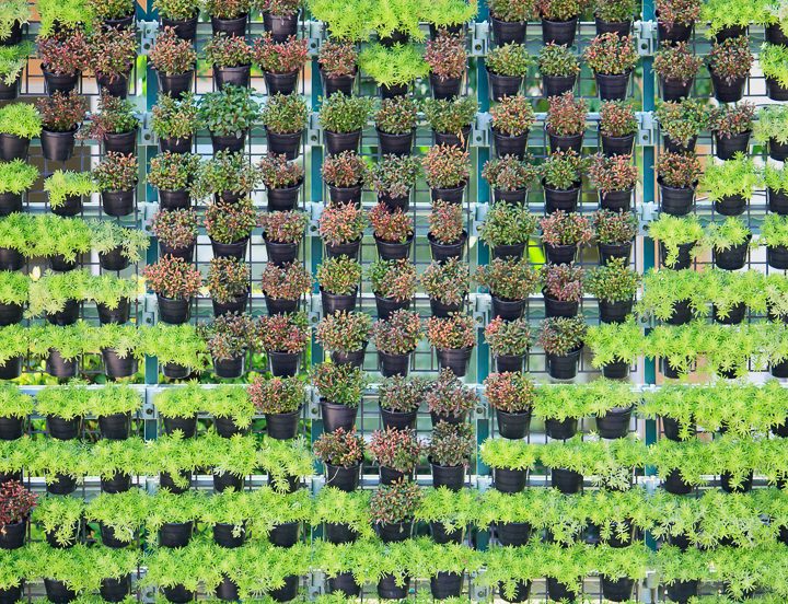 Lattice vertical garden wall withh plants making a heart shape ©Piman Khrutmuang - stock.adobe.com