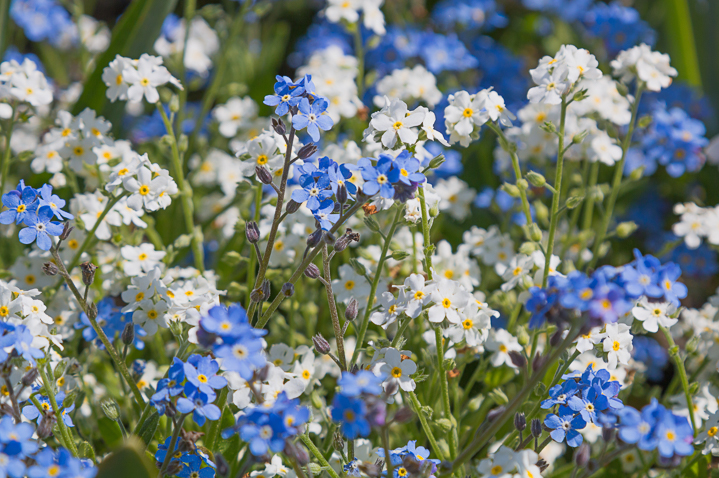Blue and white forget me nots ©SusaZoom - stock.adobe.com