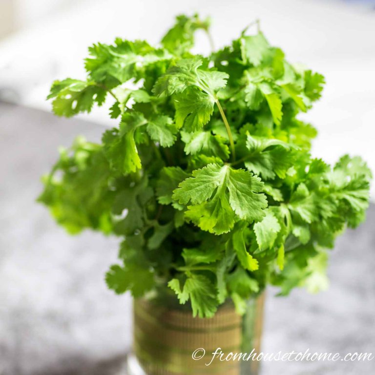 How To Store Parsley, Cilantro and Other Fresh Herbs Longer