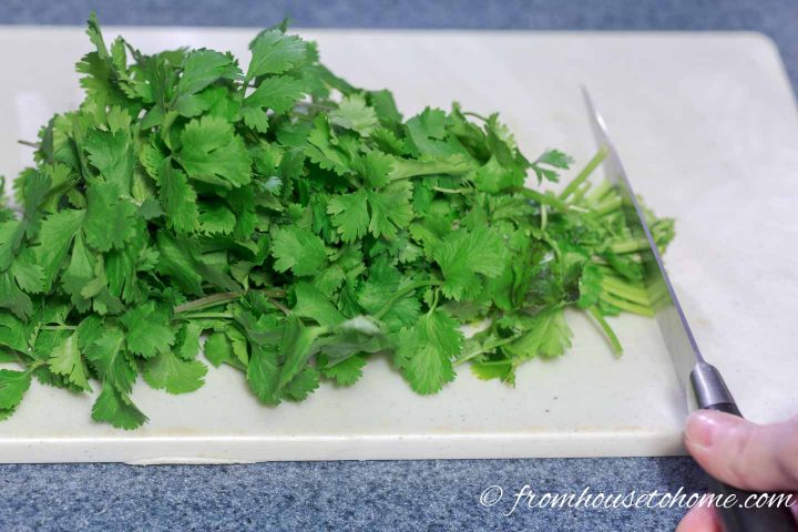 Ends being cut off of a bunch of fresh cilantro