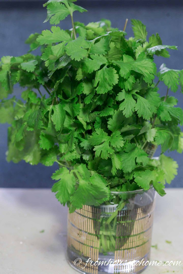 Fresh cilantro in a glass of water
