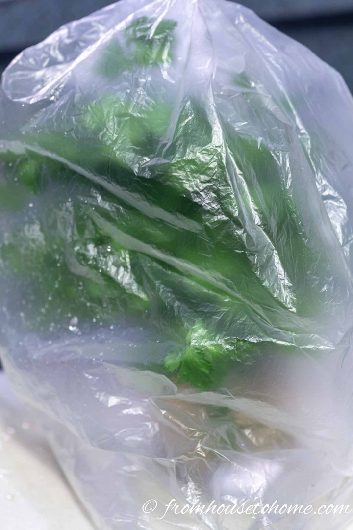 Fresh cilantro with a plastic bag over it