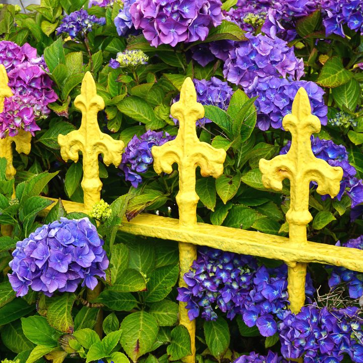 Yellow and purple garden color scheme with yellow fence and purple hydrangeas ©John - stock.adobe.com