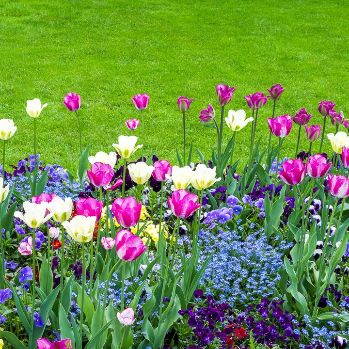 Analogous garden color scheme with pink and white tulips, purple pansies and blue forget me nots ©eyetronic - stock.adobe.com