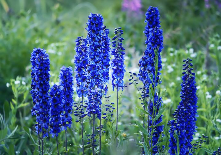Blue delphiniums ©pictures_for_you - stock.adobe.com