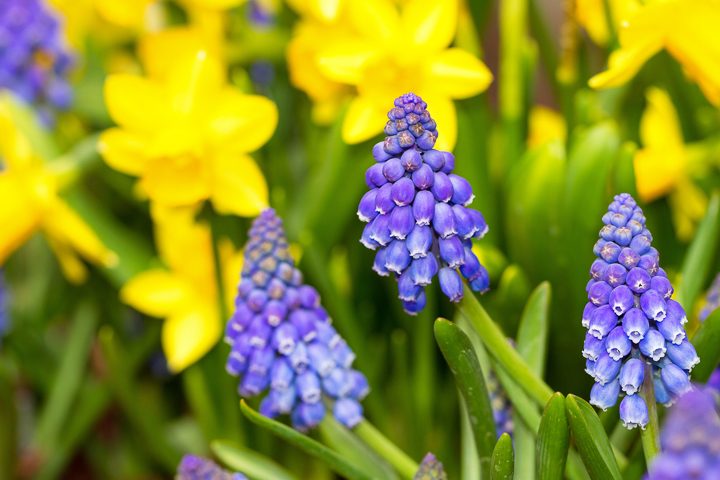Yellow and purple garden color scheme with daffodils and grape hyacinths ©dennisvdwater - stock.adobe.com