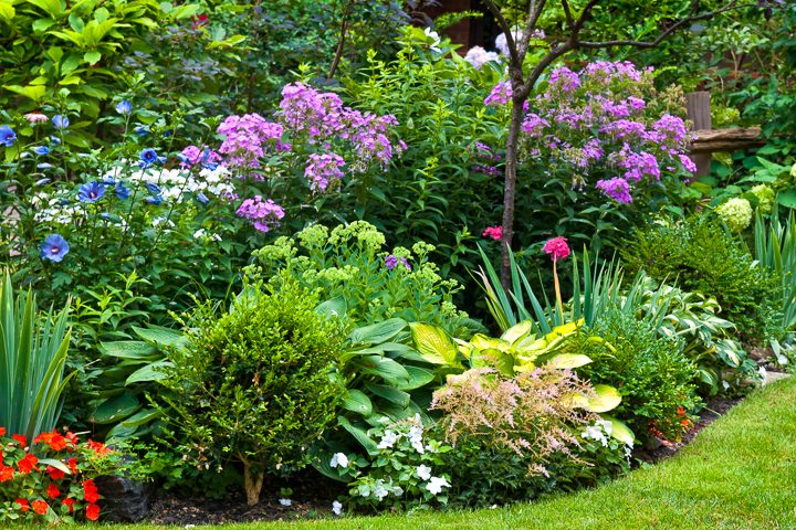 Pink, blue and purple garden color scheme with hibiscus, phlox and hydrangeas