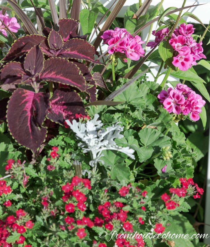 Monochromatic red garden color scheme in a pot with red-leaved Coleus, pink geraniums and red verbena