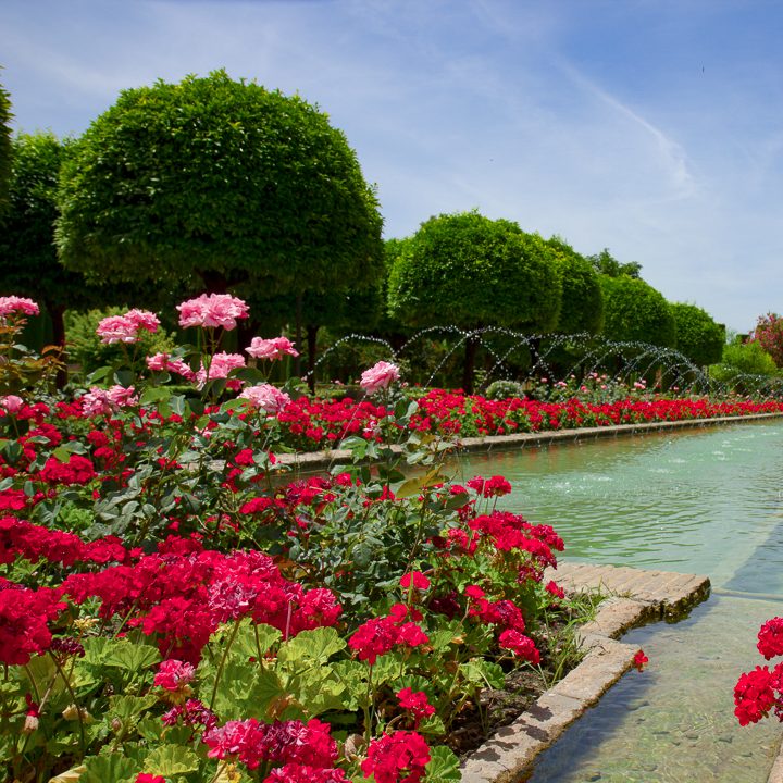 Monochromatic red garden color scheme with roses and annual geraniums (pelargoniums)