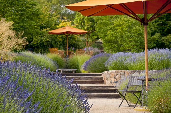 Orange, green and purple triadic garden color scheme with lavender ©Bruce Shippee - stock.adobe.com