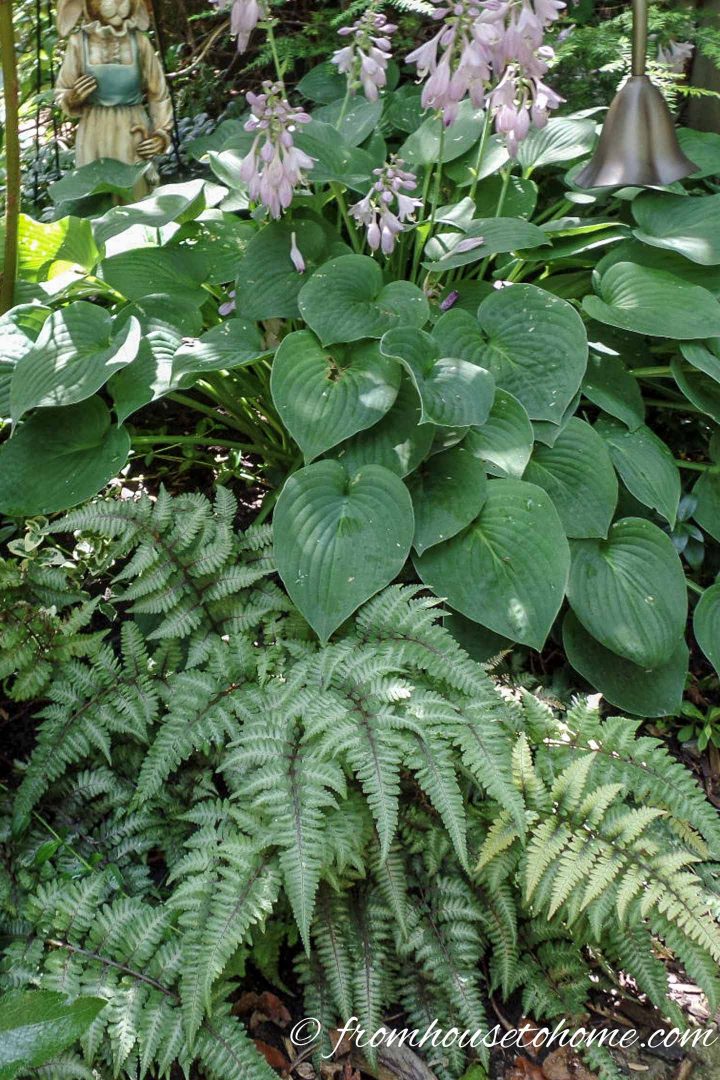 Shade plant combination of Hostas and ferns