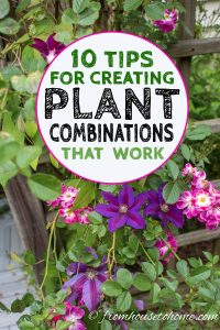 Plant Combinations