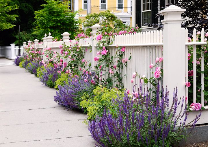 White picket fence with purple salvia and pink roses ©jStock - stock.adobe.com