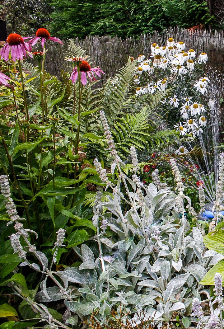 Sun loving plant combination with Lamb's ears, echinacea and daisies ©zollster - stock.adobe.com