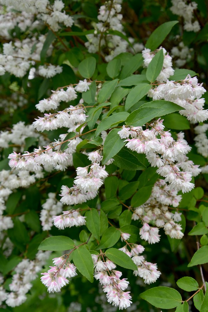 White flowering shrub - Deutzie scabra