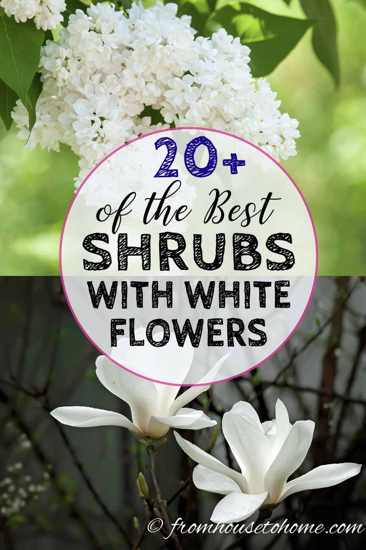 Best white flowering shrubs