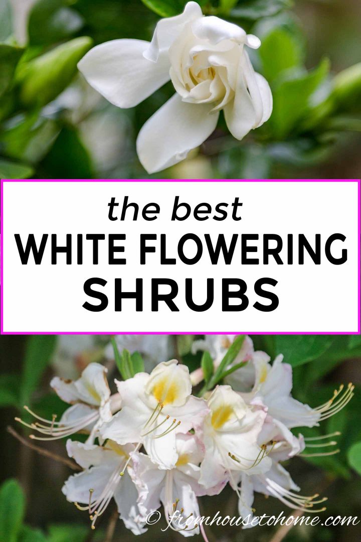 White flowering shrubs