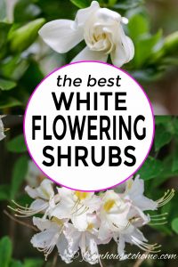 the best white flowering bushes