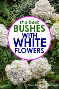 the best bushes with white flowers