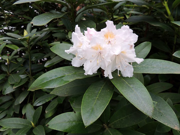 White flowering bush - Rhododendron ©Zanoza-Ru - stock.adobe.com