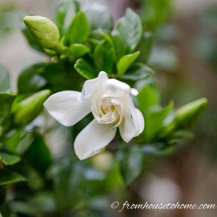 Gardenia 'August Beauty' with white flowers