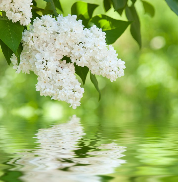 White flowering shrubs - Lilac
