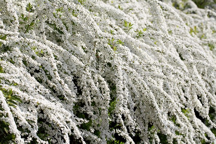 White flowering shrub - 'Bridal Wreath' Spiraea