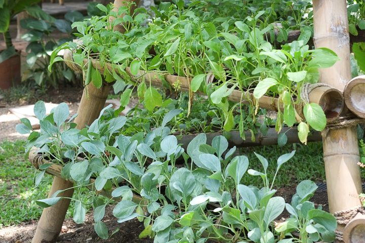 Vertical herb planter as a trellis