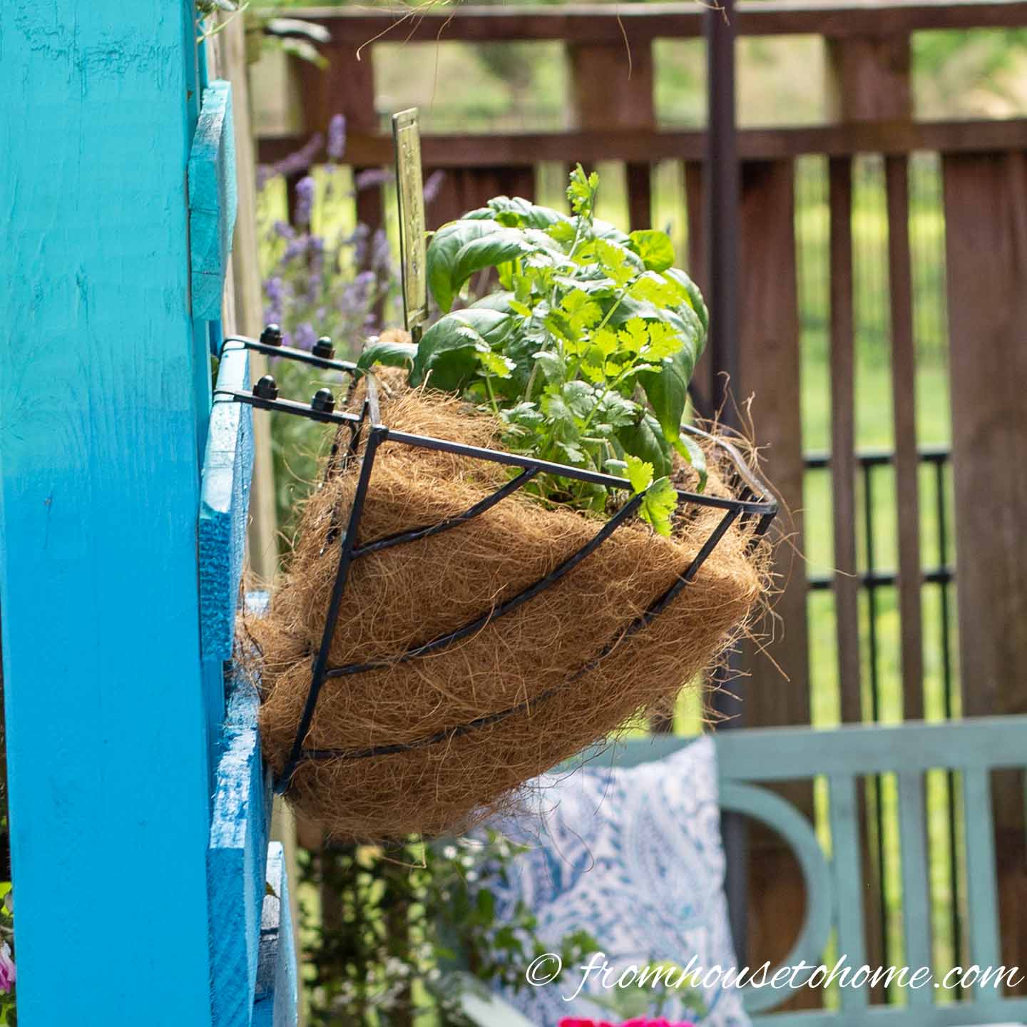 Window box herb garden hanging on a turquoise pallet
