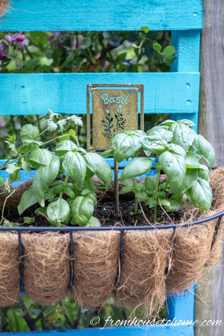 Herbs planted in a window box hung on a pallet painted blue