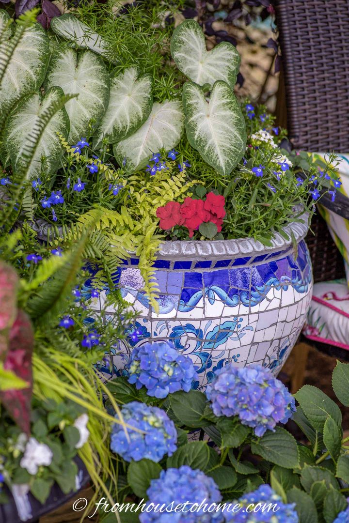 Patriotic red, white and blue container for shade with Caladiums, lobelia and impatiens